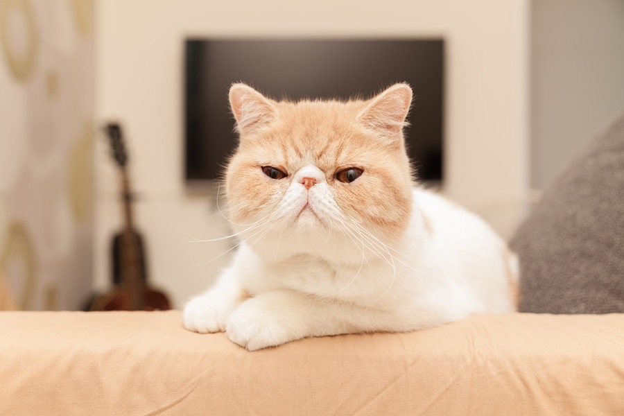 エキゾチックショートヘアの平均寿命と長生きさせるための秘訣 | ねこちゃんホンポ