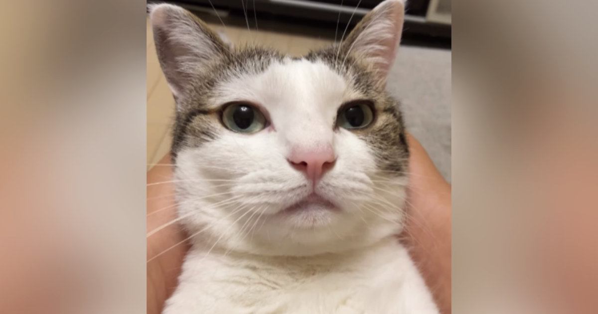 お薬を飲んだ猫に『がんばった！』と言ったら…思わず耳を疑った『まさかの返事』が158万再生「ニャンじゃないｗ」「真似してるのかなｗ」