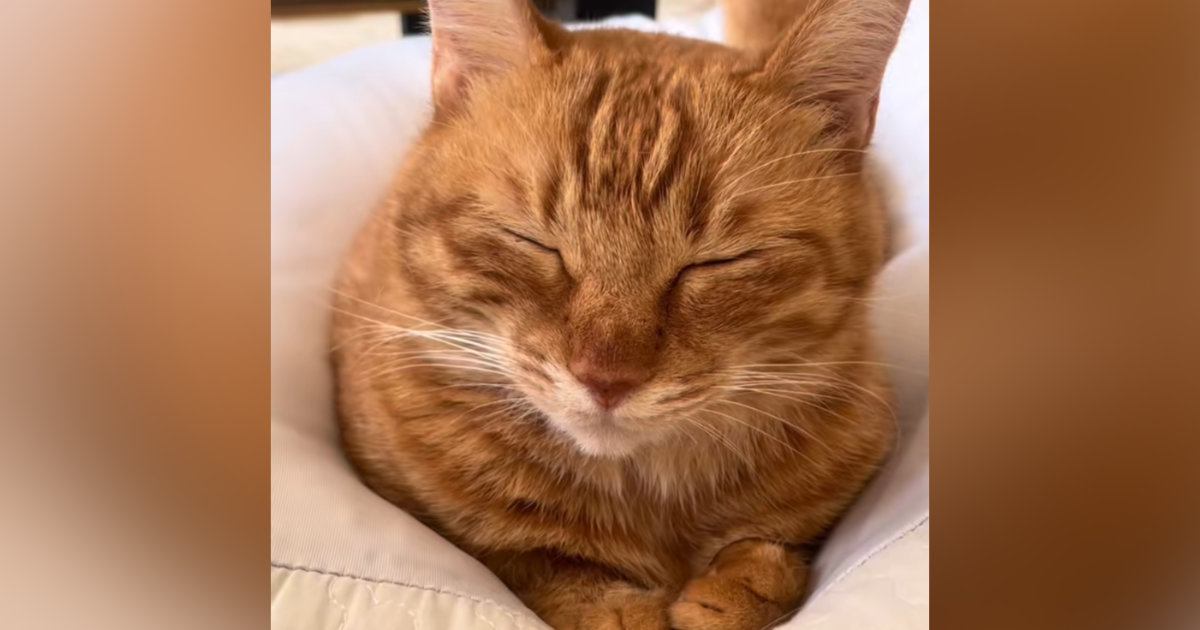 クッションの上で目を閉じていた『茶トラ猫』→少しずつ顔が下がっていって…『愛おしすぎる瞬間』が48万再生「はい優勝」「思わず声が出た」