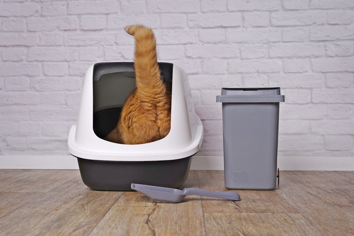 猫と暮らす『ペット可物件』で起こりがちな3つのトラブル　快適な生活を送るために心得ておくべきこと