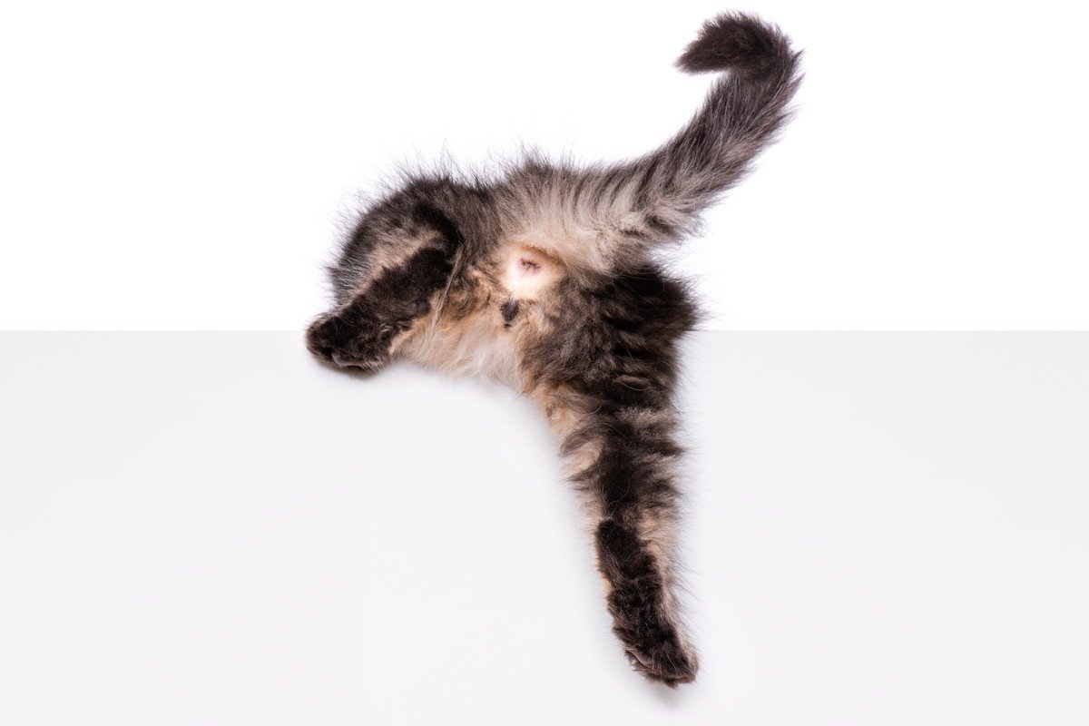 猫の『肛門腺絞り』はしたほうがいい？　必要となるケースや正しい方法まで解説