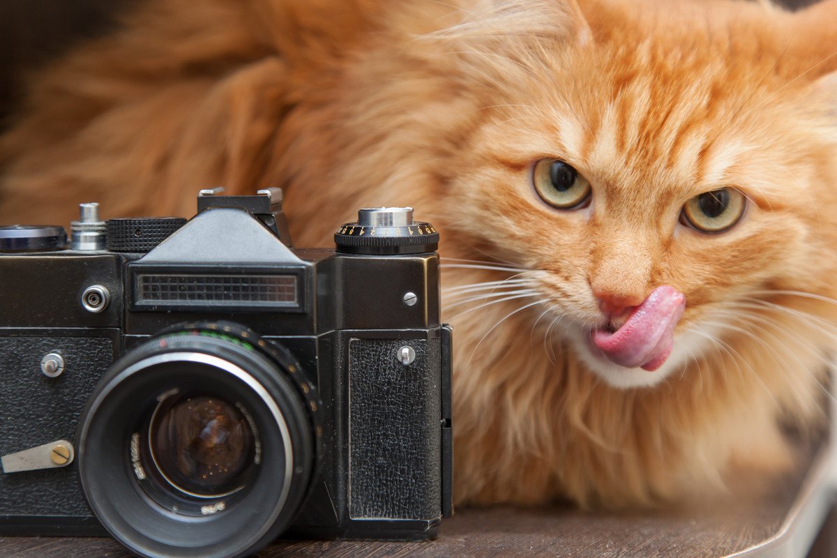 猫の『映え写真』を撮るコツ5選！使えるアイテムもご紹介！