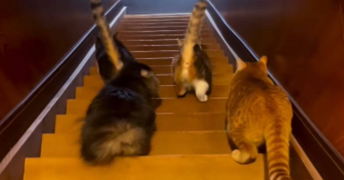 『一斉に階段を降りる猫たち』を後ろから見守った結果…たまらなく可愛い光景に「足音大きい子が好き」「おちりがたまらん」と49万再生の反響