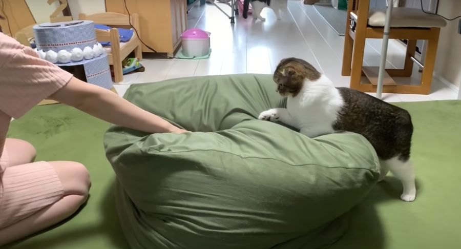 どういうゲーム？ママさんと遊ぶパパ猫！ルールがわからない子猫！