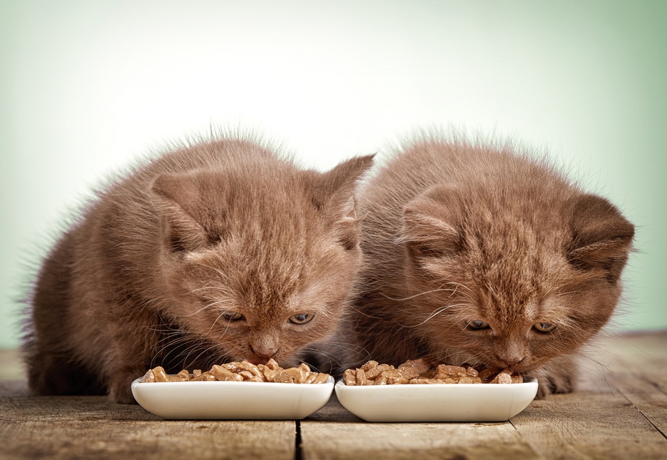 子猫のご飯の時期別の与え方と注意点