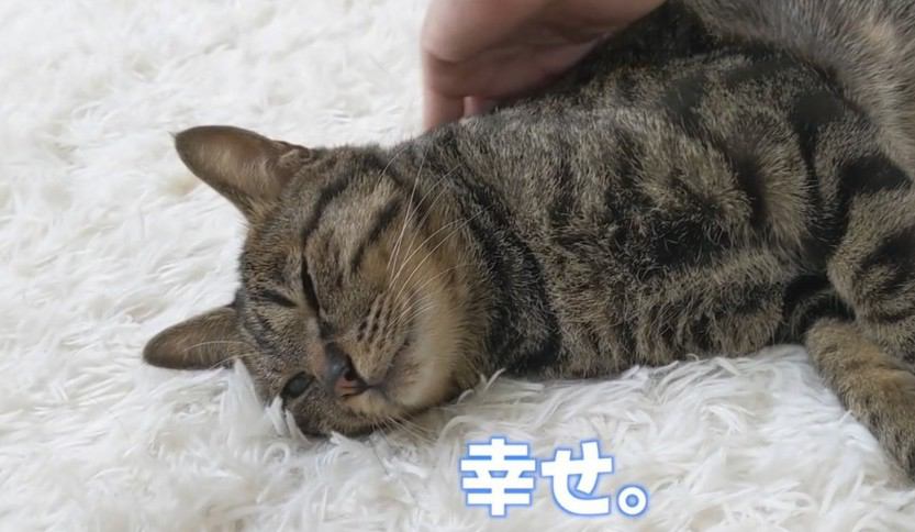 撫でられることを心待ちにし過ぎてとろけた猫ちゃん