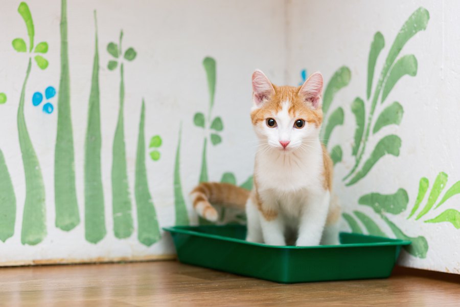 猫のトイレ掃除をサボると陥る４つの弊害