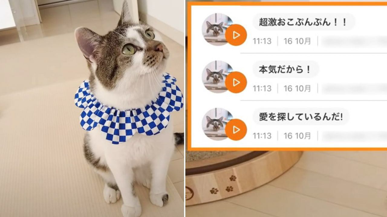 『猫語翻訳』を使用して"愛猫に半日密着"してみたら…本当のキモチが伝わる様子に22万5000再生「何だか泣きそうに」「痛いｗ」