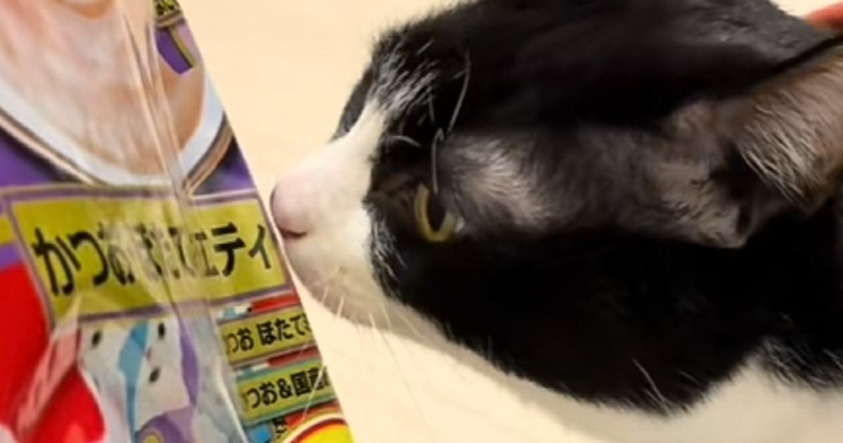 おやつと間違えて『飼い主の指をかんでしまった猫』が、次の瞬間…笑撃のリアクションが30万再生「気まずいやつｗ」「美味しくなかったかｗ」