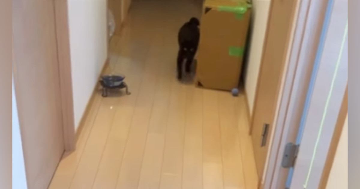 帰宅した瞬間、黒猫が一目散に駆け寄ってきて…あまりにも尊い『お出迎えの光景』が11万再生「1日の疲れが吹っ飛ぶねｗ」「最強にかわいい」