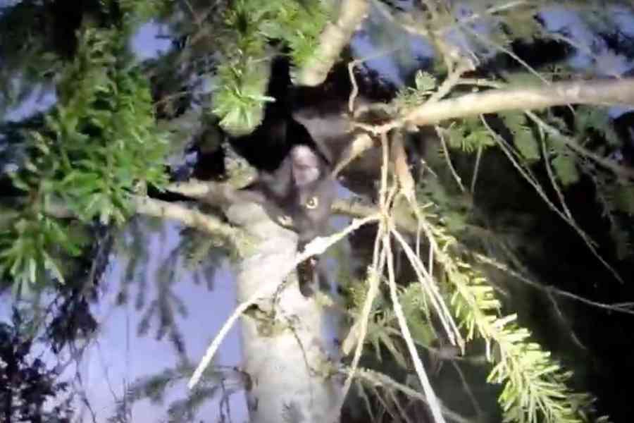 木の高所に生後6ヵ月の子猫…鳴き声を頼りに決死の救出劇！