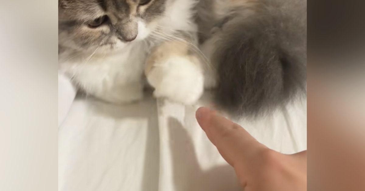 ネコのおてての上にそっと指を乗せてみたら…あまりにも可愛いやり取りの様子が17万再生「30分は遊べるｗ」「お金払ってでもやりたい」