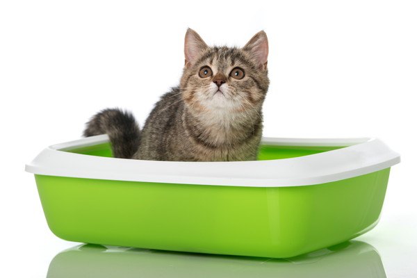 猫がうんちをする回数は1日どれぐらい？平均値や健康チェックの仕方