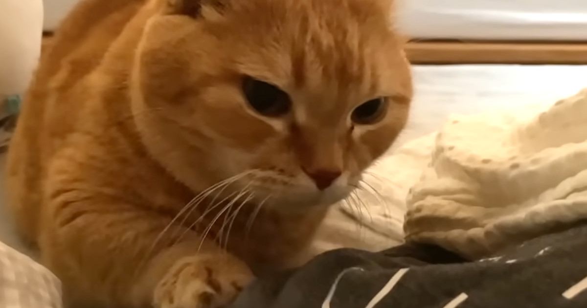 『お腹が空いて早く起きた猫』→狸寝入りをして観察してみたら…まさかの行動に「破壊力よｗｗ」「可愛すぎてたまらん」と悶絶の声続出