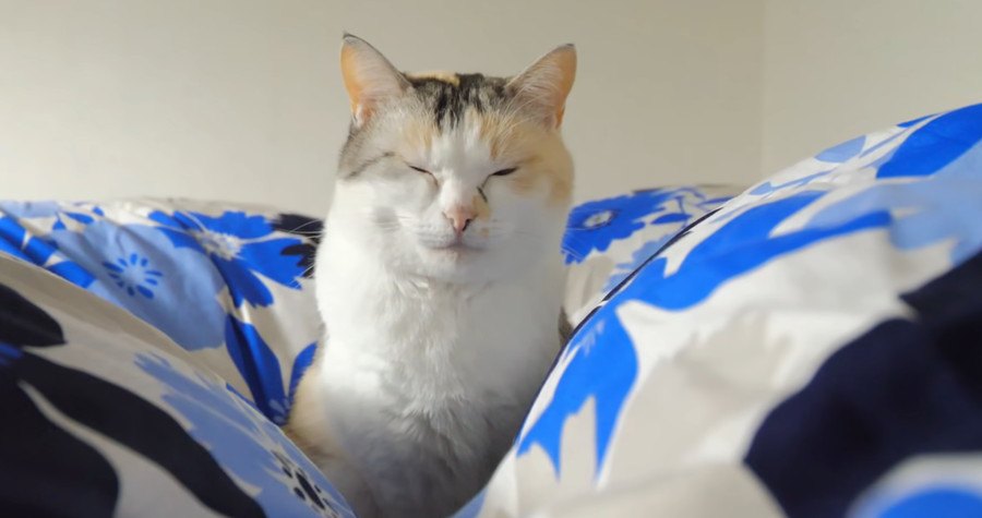 可愛いけれど思わず溜息…パパさんから安眠を奪う猫ちゃんたち