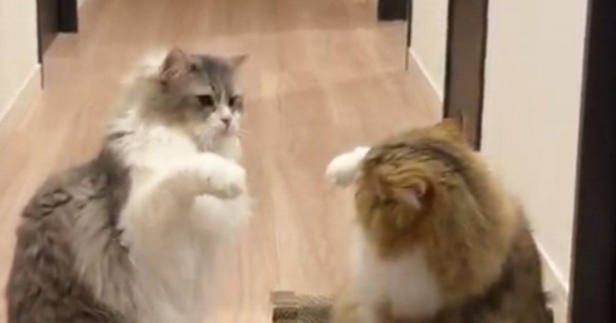 廊下で見つめあう2匹の猫→おててを高くあげた次の瞬間…『予想外すぎる行動』に「ツボった」「おもしろ可愛いｗ」と笑ってしまう人が続出