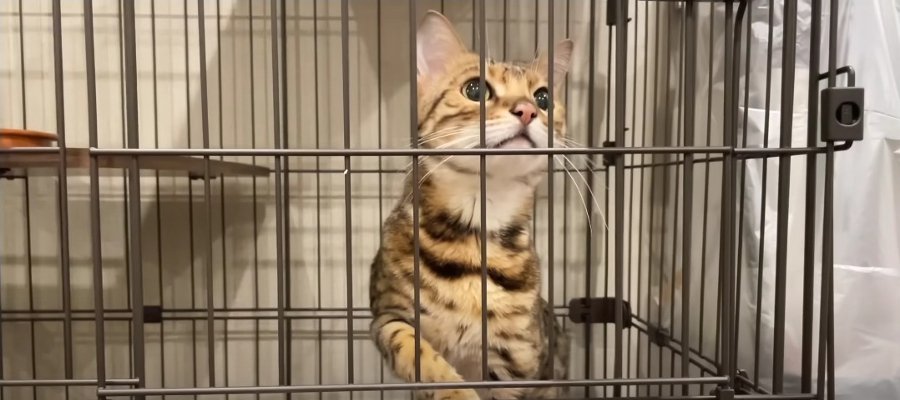 トイレが突然できなくなっちゃった…？トレーニングをがんばる猫ちゃん