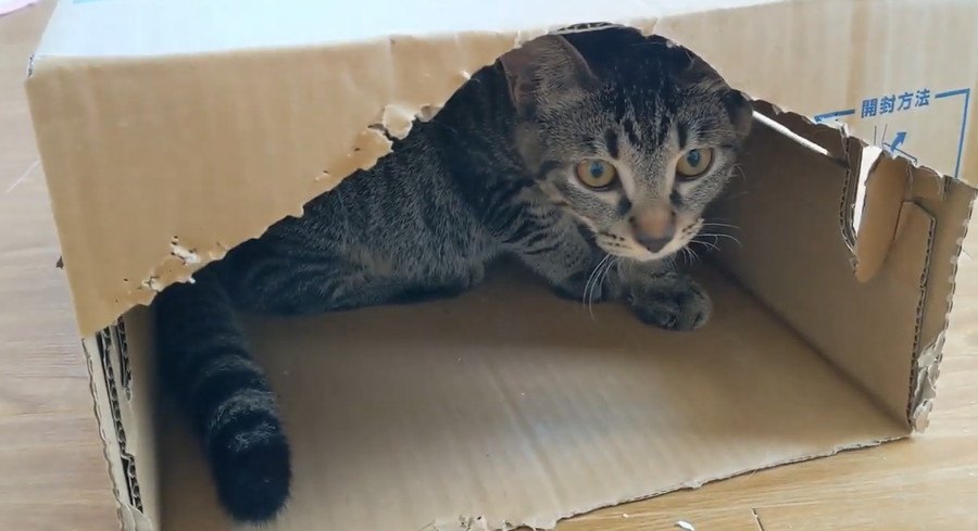 子猫専用？ダンボールの猫ハウス