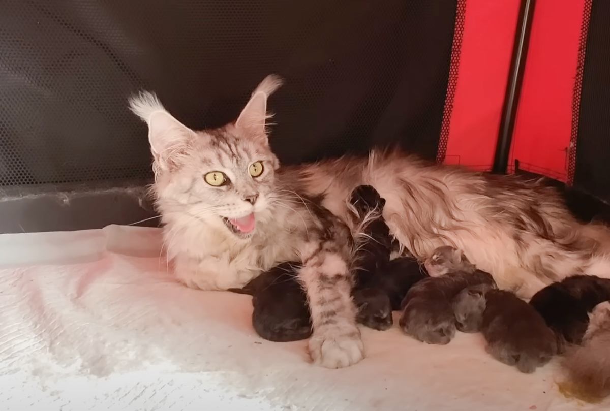 “From Birth to 70 Days: Massive Maine Coon Kittens’ Touching Growth Story Goes Viral with 3.46M Views”