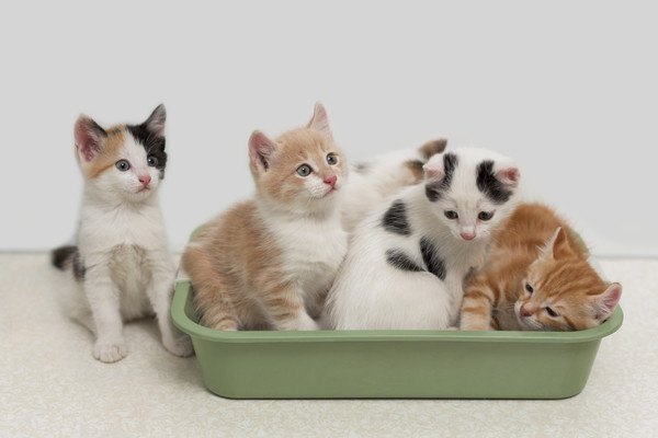 子猫のトイレの平均回数を知りたい！1日何回が健康的？