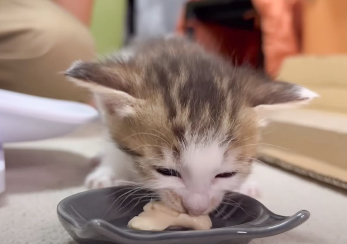 赤ちゃん猫にはじめての離乳食をあげたら…『何度も奪いにくるママ』に爆笑する人続出「面白すぎてｗ」「ブルドーザーｗｗ」