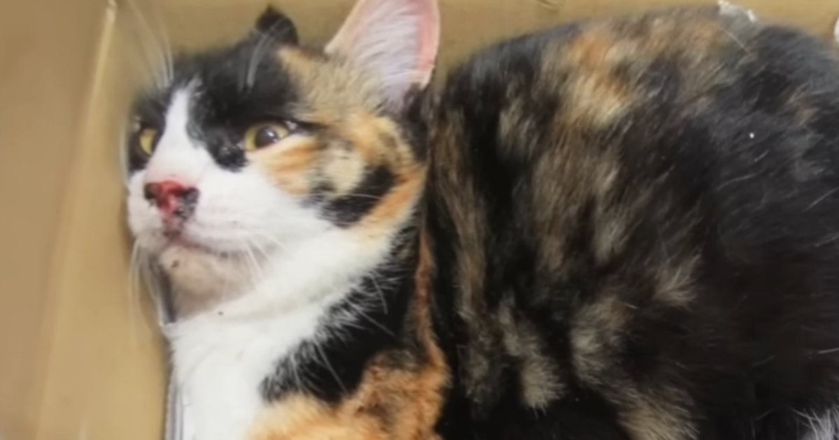全身が麻痺、動けない状態で『保護された三毛猫』…献身的なケアで起きた『驚きの変化』と『現在の様子』に感動「奇跡だね」「本当に良かった」