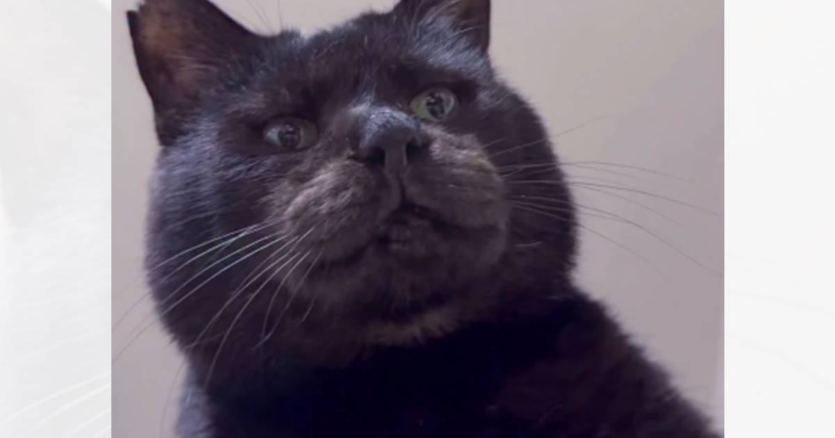 元ボス猫を下から撮影→『名前を呼ぶ』と…まさかの可愛すぎる光景が34万再生「お顔立ちがとっても素敵」「熊のような犬のような」