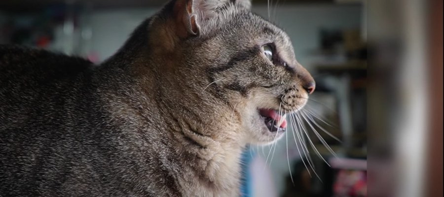 お外をじ～っ。一生懸命"雪"に話しかける猫ちゃんが可愛い