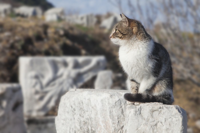 歴史の陰にニャンコあり？！ 勇敢な猫たちの物語