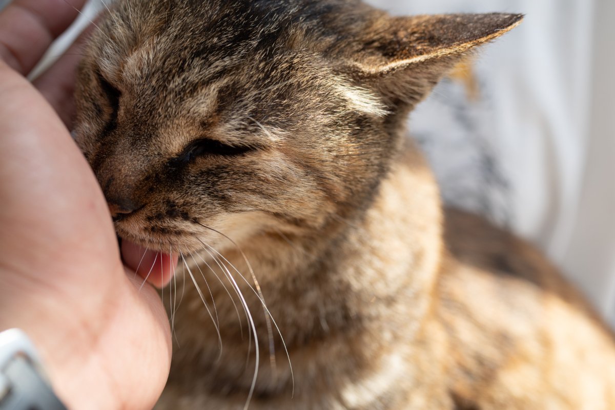 猫が飼い主を『舐めてくる』意味とは？5つの部位で異なる心理や応え方まで