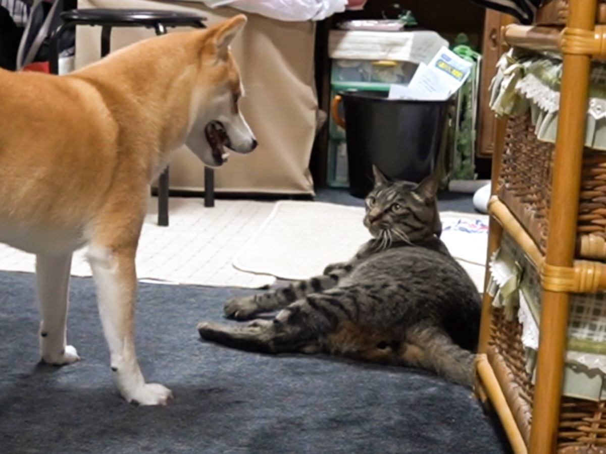 猫に同居犬が『ちょっかい』をだした結果…容赦ない"猫パンチ"を浴びせる姿に爆笑の声続出「懲りないｗ」「大好きだからだよねｗ」