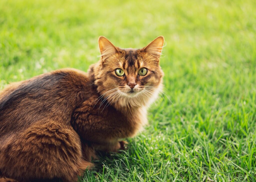 【獣医師監修】ソマリってどんな猫？特徴や性格から飼う前の注意点・価格相場まで徹底解説