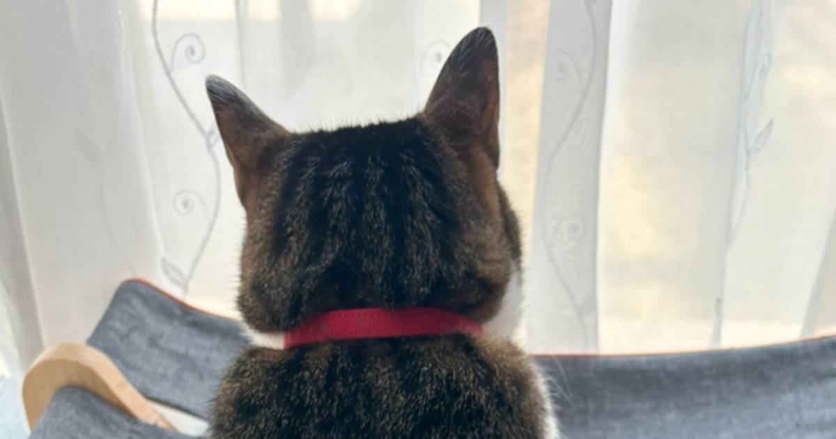 窓の外を眺める猫を撮影していたら、やきもちを焼いた同居猫が…可愛すぎる『まさかの行動』が133万表示「心臓止まったｗ」「圧がすごい」
