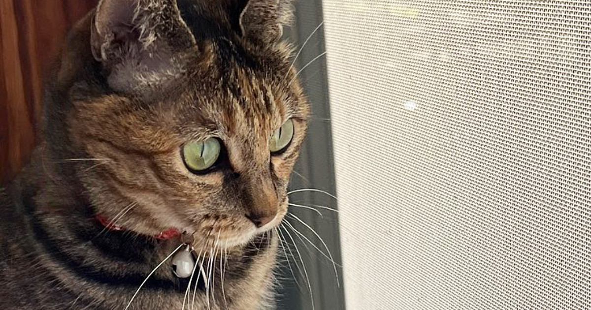 鳥を眺めていた猫→スッと立ち上がって…なんともいえない『座り方』に３万いいね「ぬいぐるみみたいｗ」「野生の目をしているｗ」と話題