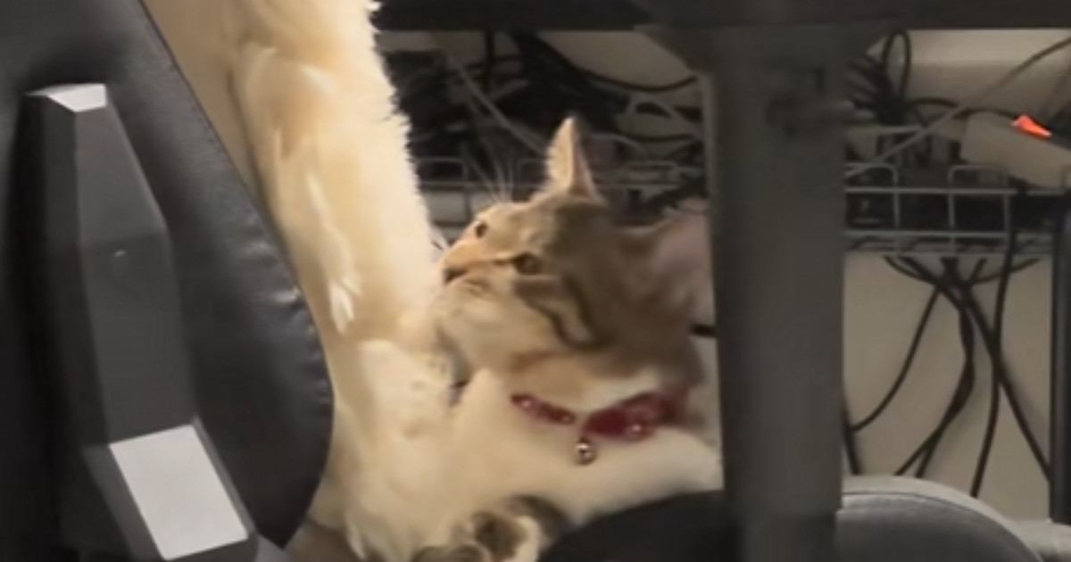 ご飯大好きな猫ちゃん→飼い主さんが『ご』とだけ言ってみると…かわいすぎる反応に「顔がたまらんｗ」「やっぱわかるんかなぁｗ」と反響