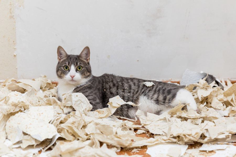 猫にしつけってできるの？コツや注意点