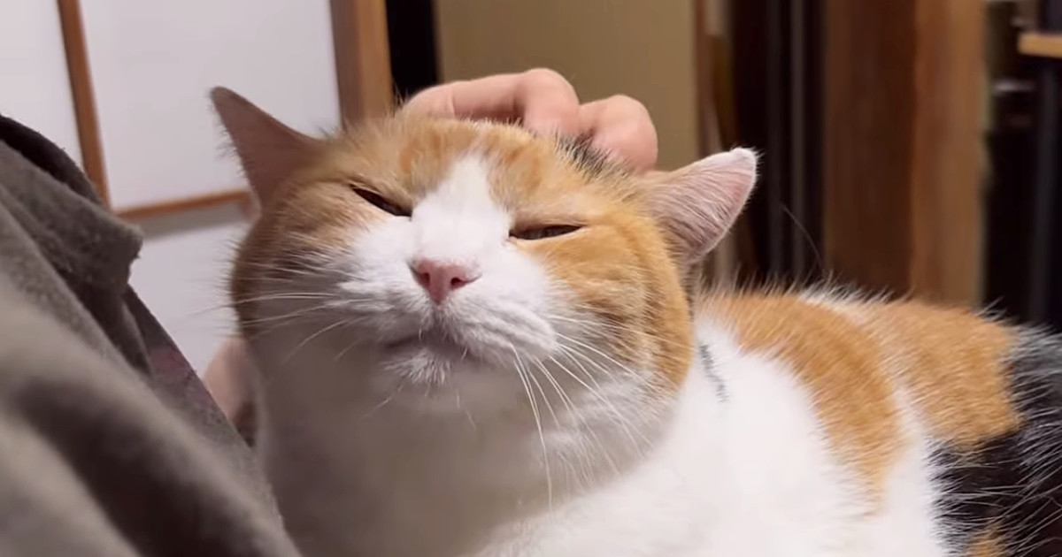 抱っこが大好きな三毛猫→自分から飼い主の膝の上に乗って…あまりにも『尊い光景』に「クッソかわいい」「全てが愛おしい」と反響