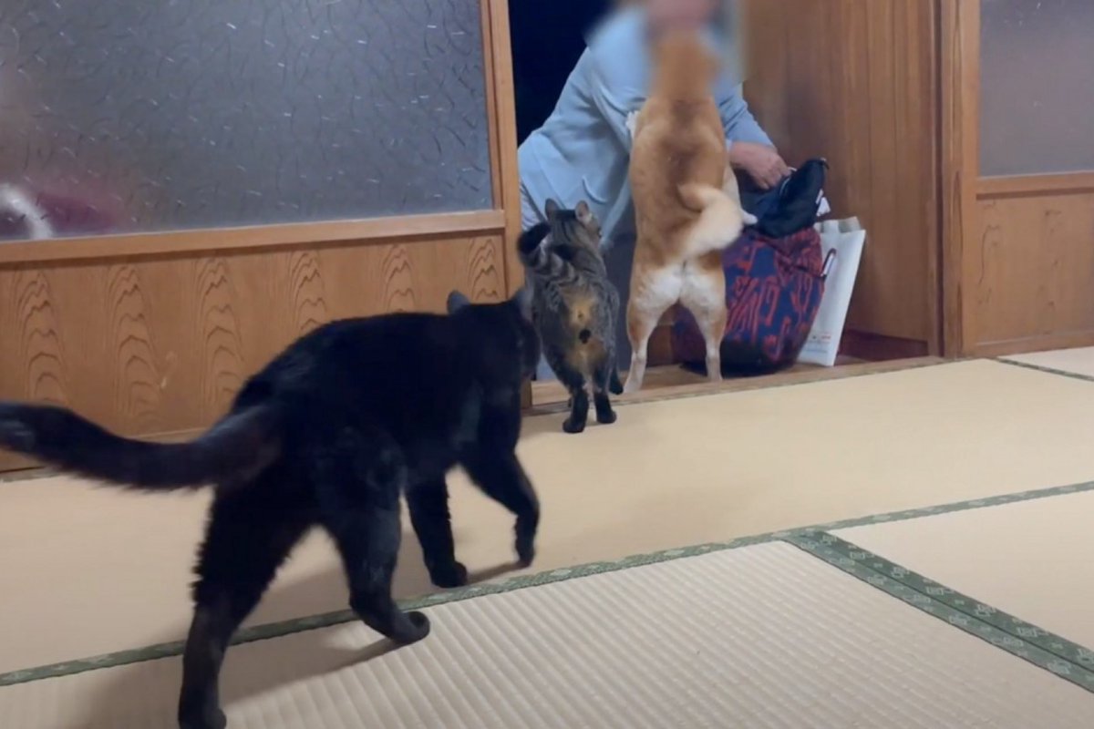 大好きなおばあちゃんがお泊りに来たら、猫と犬が……「いい人なのが伝わる」「心が温かくなった」と『尊すぎる光景』が45万8000再生を