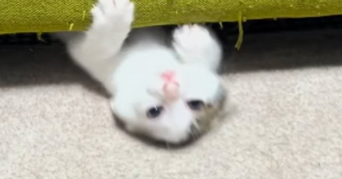 子猫が『ソファを使った遊び』にハマった結果…ずっと見ていたくなる『まさかの動き』が230万再生「めっちゃ好きｗ」「前世、水泳選手ｗ」