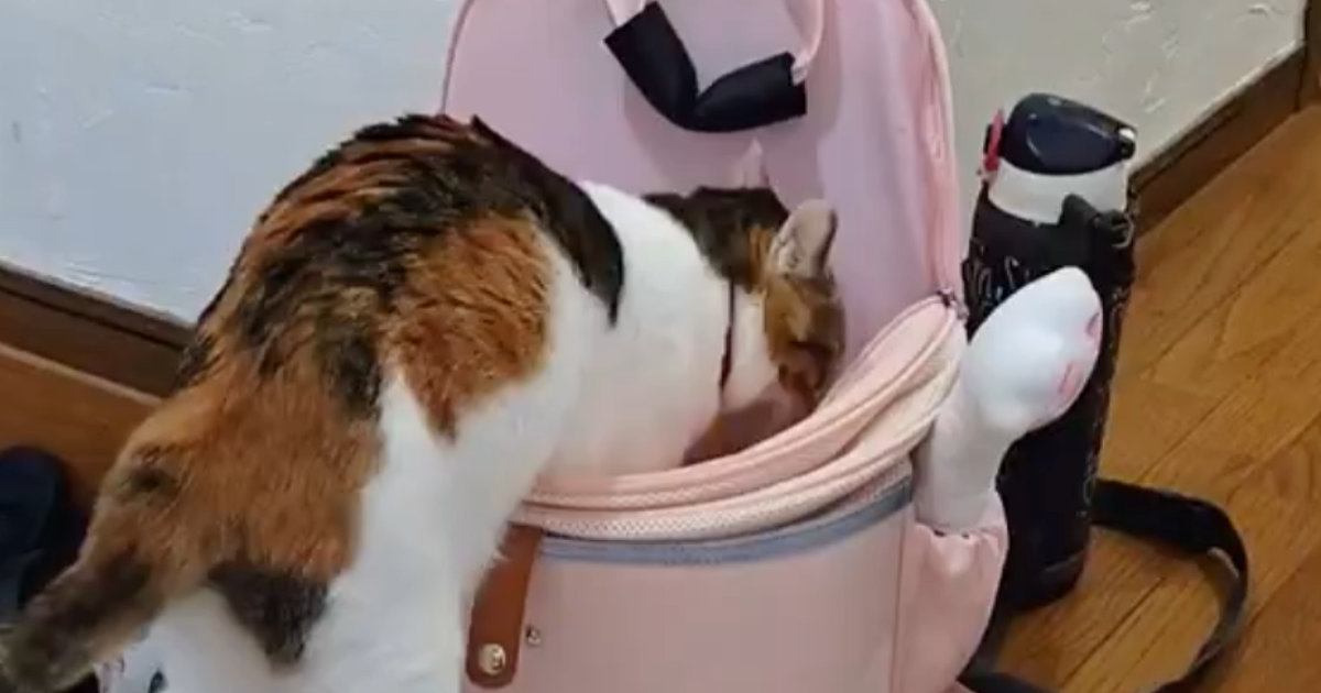 お姉ちゃんが学校に行くと思った猫→カバンに近づいて…健気な『ルーティンワーク』が可愛すぎると３万いいね「賢いなあ」「日課だね」と絶賛