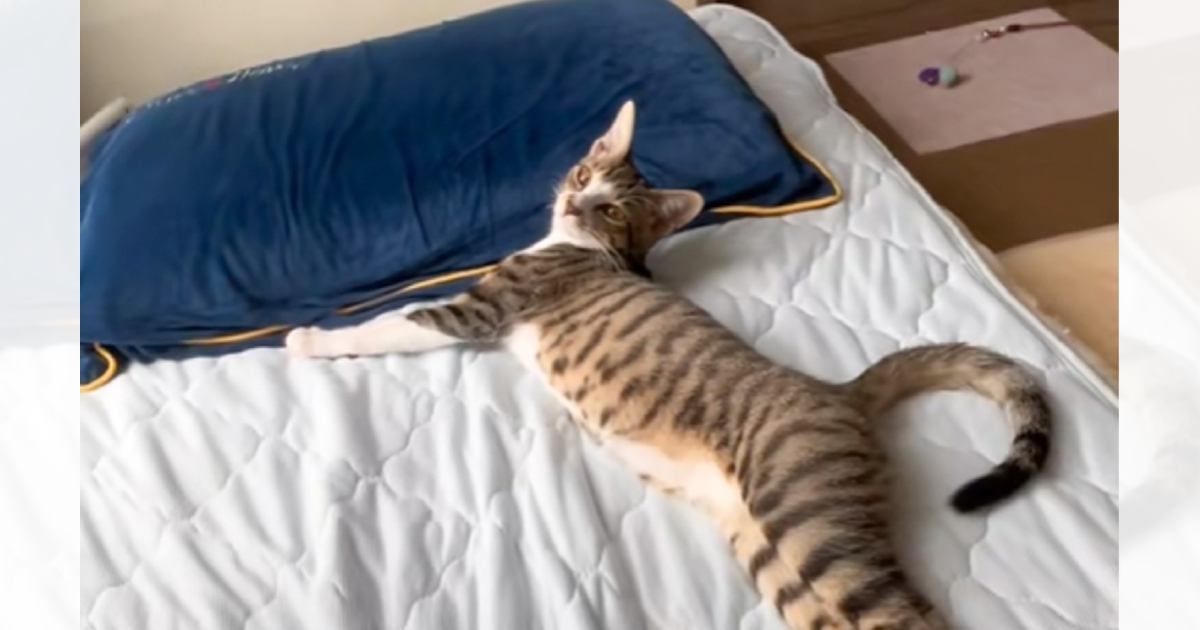 添い寝していた猫→飼い主さんが『離れようと』すると…まさかの『可愛すぎる行動』が4万いいね「こんなん家出れない」「可愛くて涙出そう」