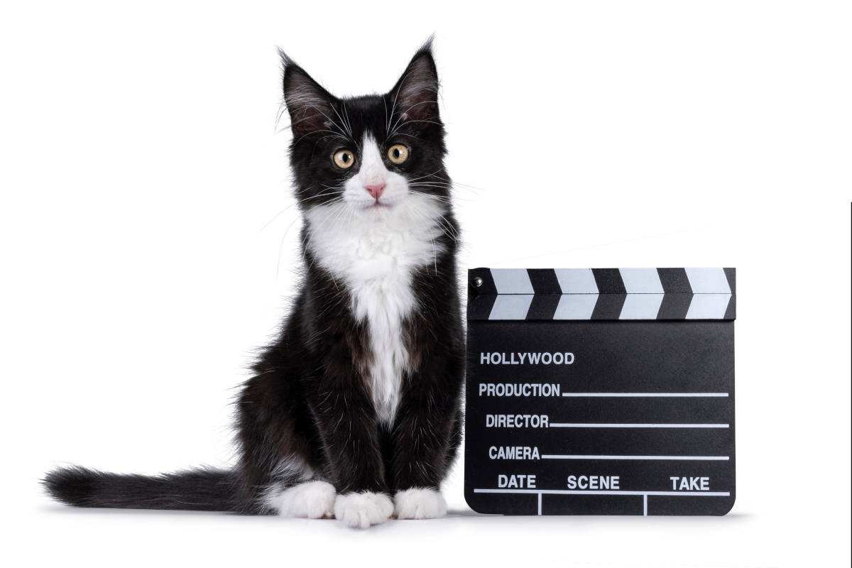 「保護猫からTVスター」へ華麗なる転身！有名俳優とも共演を果たす人気急上昇中の猫　英国