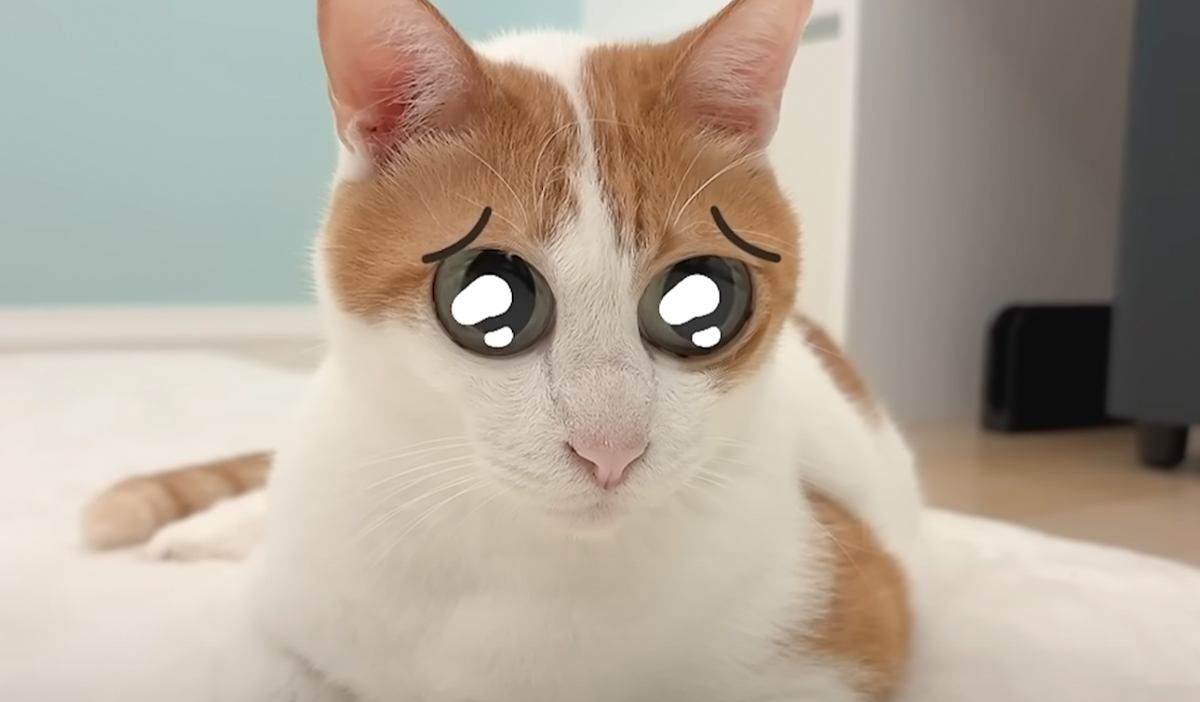 猫に加工アプリを使用して遊んでみたら…まさかの『変化』に吹きだす人が続出「めちゃくちゃ笑ったｗｗｗ」「面白すぎて涙がでたｗ」