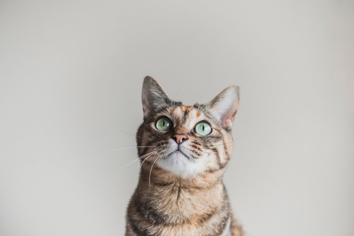 猫が思わず耳を傾ける『大好きな音』4つ　聞き入ってしまう理由や好む音の特徴も解説