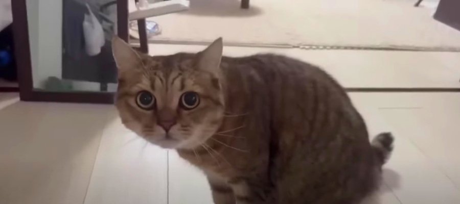 『だれ…？』散髪して帰宅した飼い主さんに警戒MAXな猫ちゃんの反応にご注目