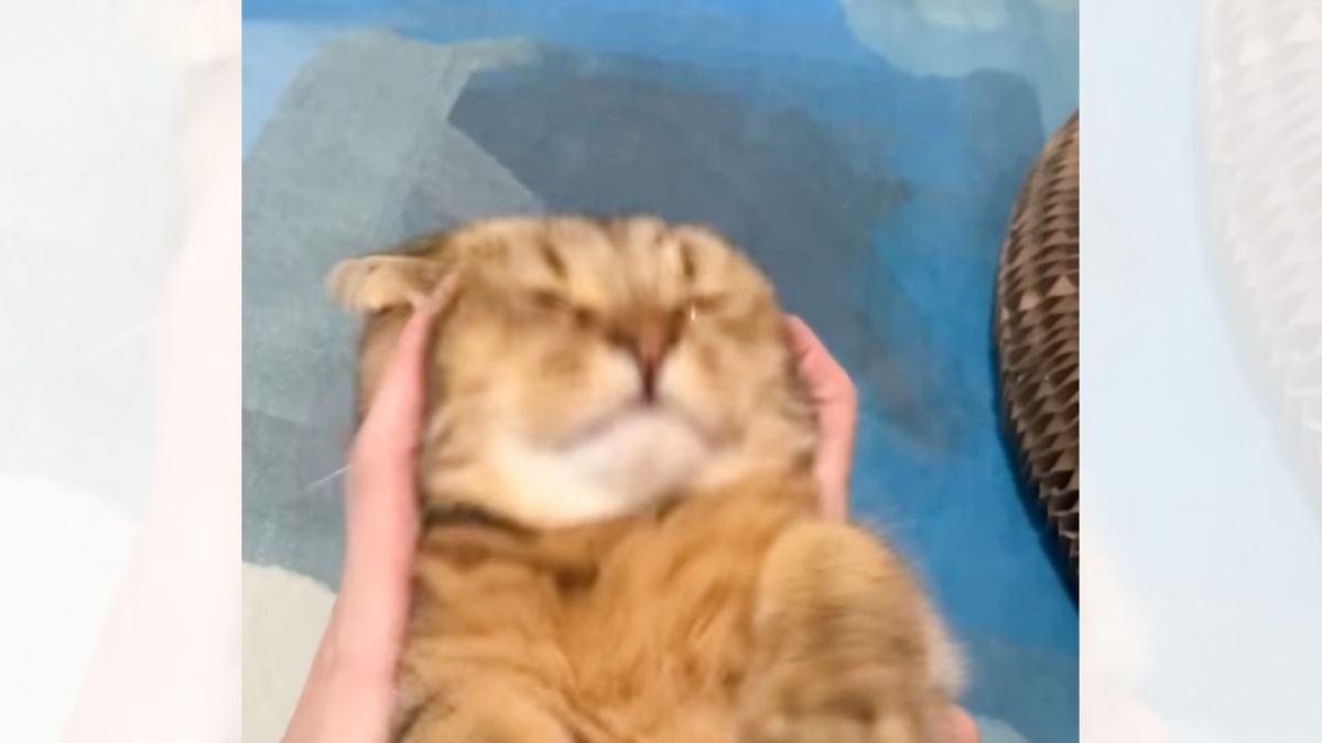 パパが猫にマッサージをしていたら…あまりにも『想定外すぎる反応』が149万再生「気持ち良すぎてｗ」「ツボに指が入ったのかなｗ」と爆笑の声