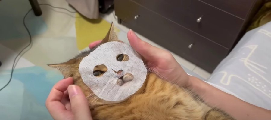 美意識高め！ちっちゃなフェイスパックをする猫ちゃんが可愛すぎる♡