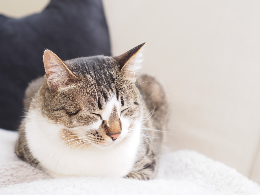 老猫の夜鳴きについて