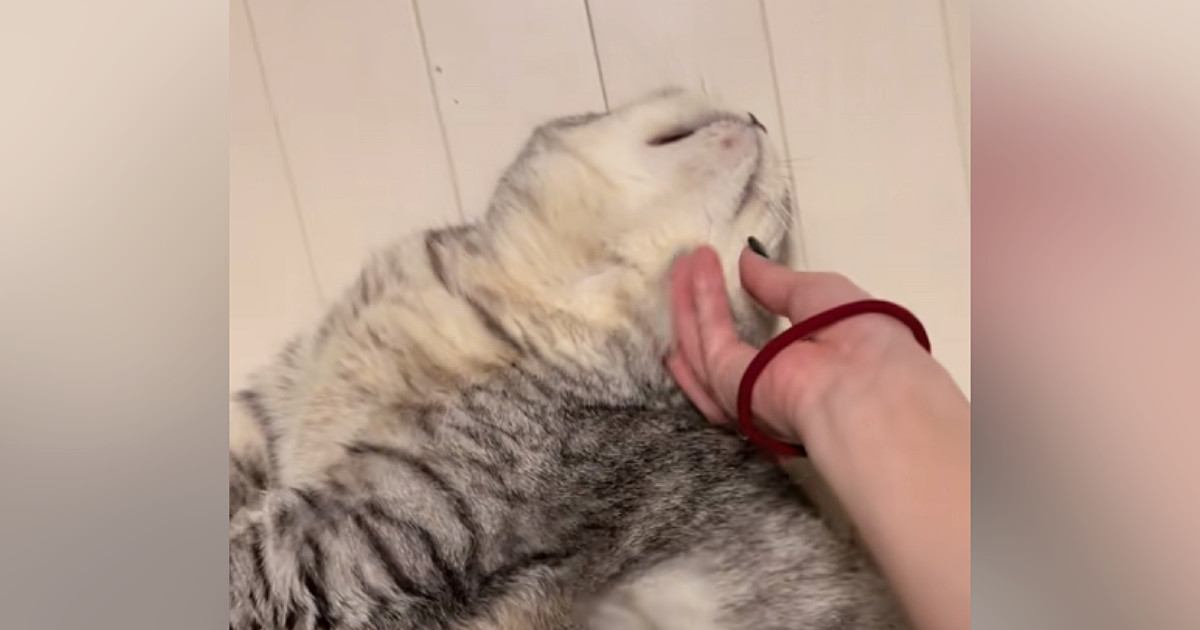 飼い主さんに顔をかかれる猫→『足の動き』を見ると…思わず笑顔になる『可愛い瞬間』が23万再生「あるあるｗ」「うちの子もやってた」