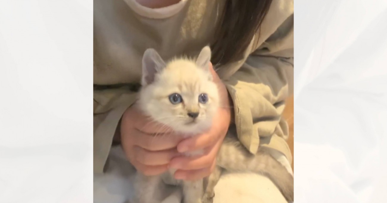 『神社で生まれた猫』を保護して育てた結果…立派に成長した『現在の様子』が素敵すぎると反響続々「神の子だね」「元野良とは思えない」